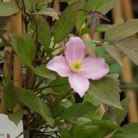 Fragrant Spring Clematis (Clematis montana Fragrant Spring) Img 1